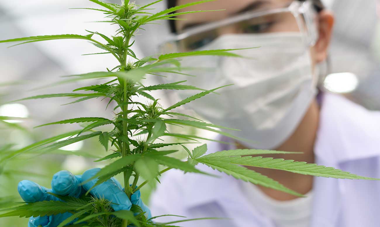 importación de cannabis medicinal
