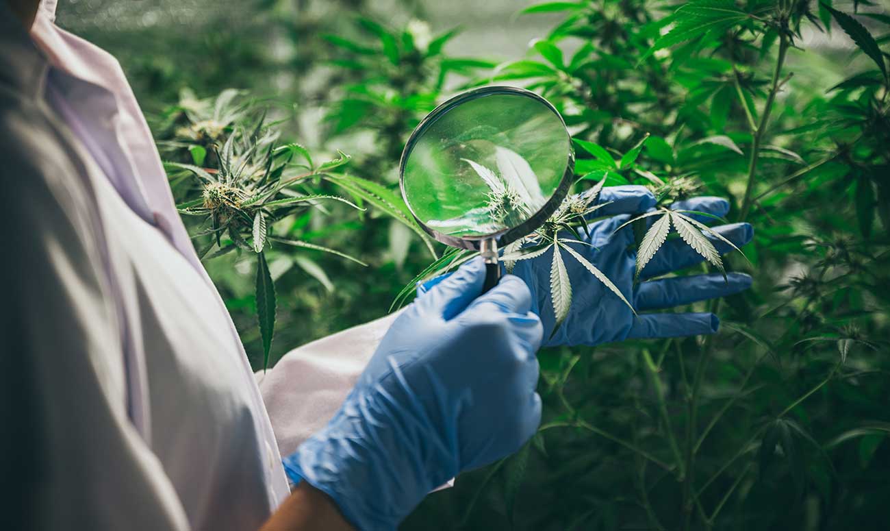 webinar cannabis medicinal farmaforum devecan