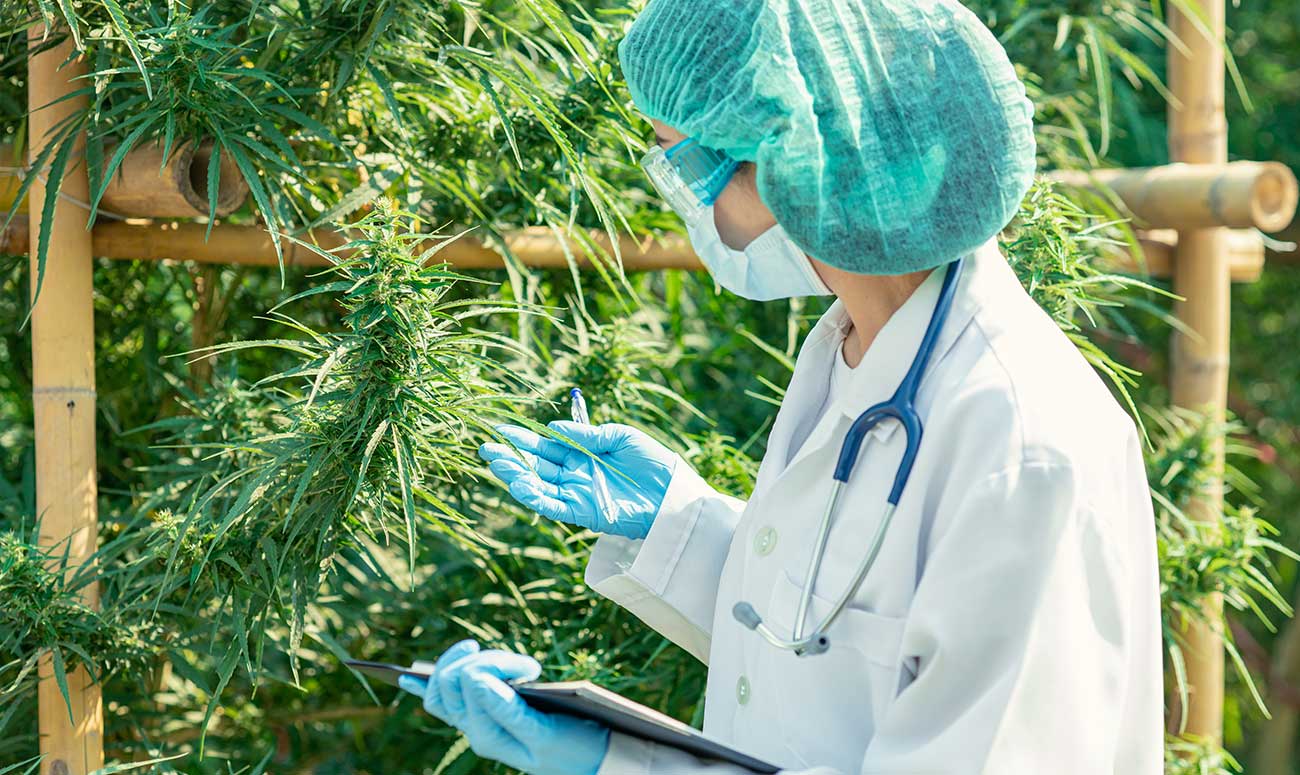 acceso al cannabis medicinal seguro devecan