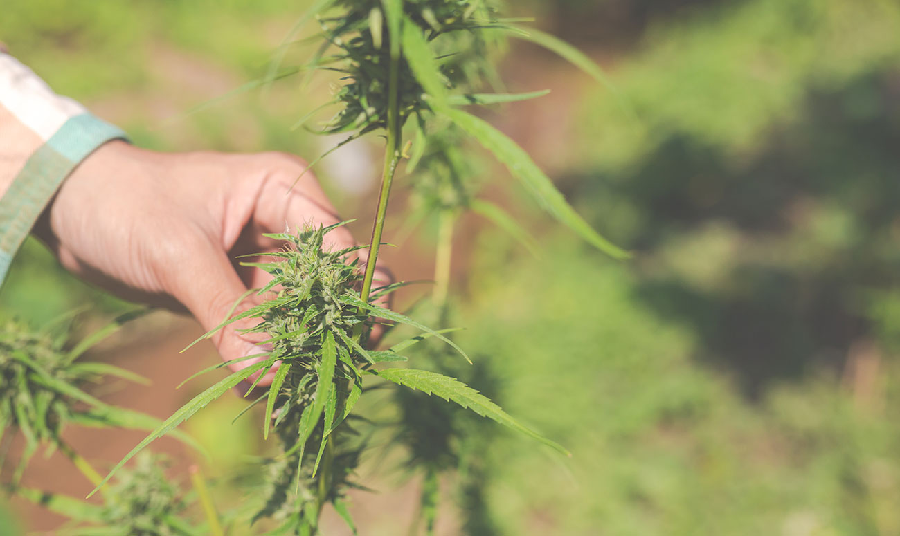 andorra definira modelo cultivo y procesamiento de cannabis medicinal